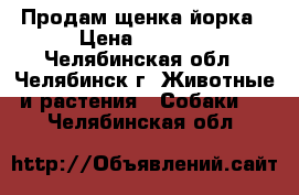 Продам щенка йорка › Цена ­ 8 000 - Челябинская обл., Челябинск г. Животные и растения » Собаки   . Челябинская обл.